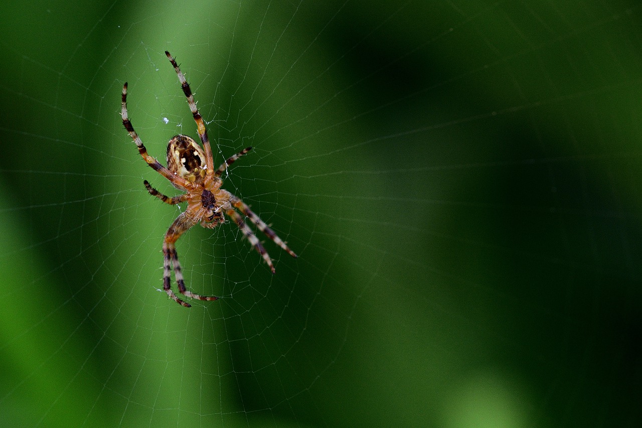 spider  web  close up free photo