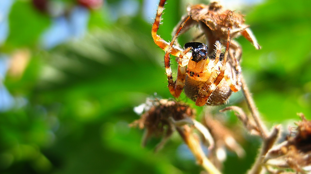 spider insect macro free photo