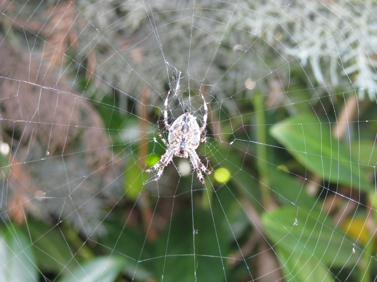 spider cobweb animal free photo