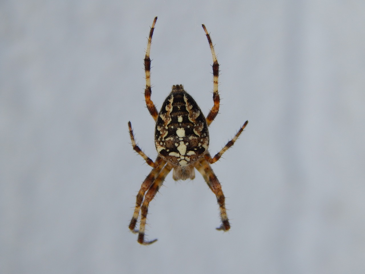 spider insect arachnid free photo