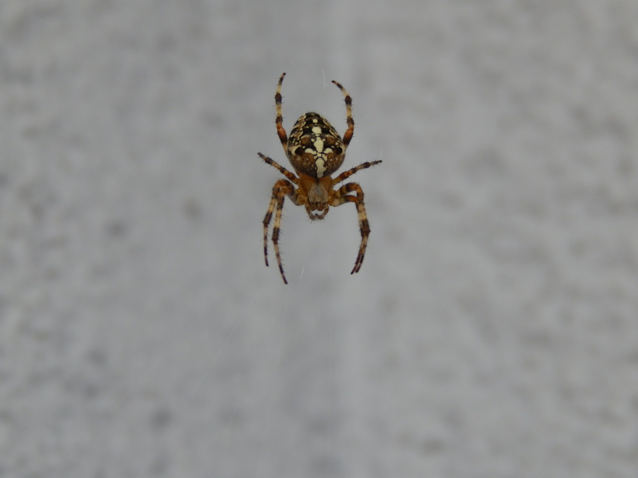 spider insect arachnid free photo