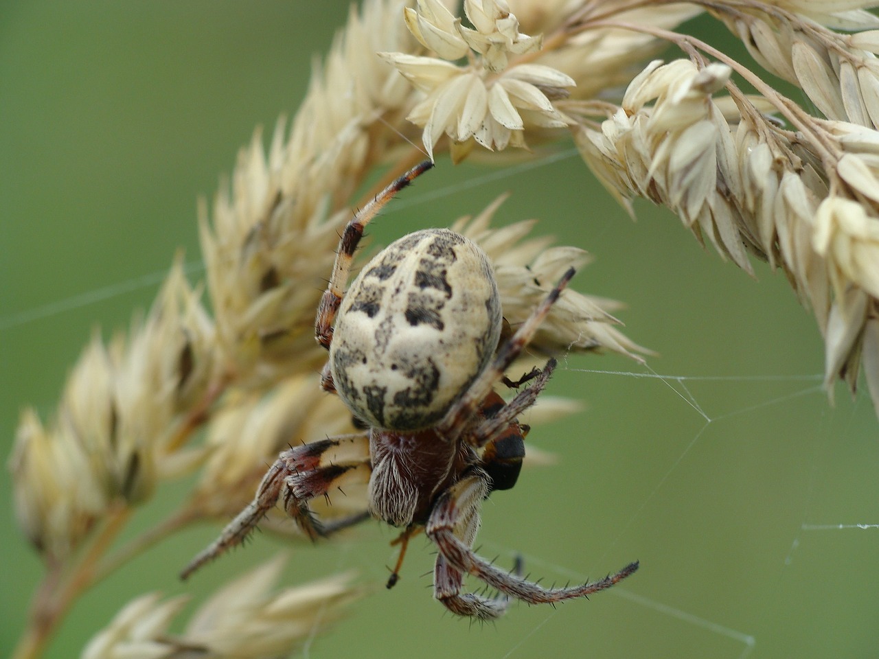 spider cobweb macro free photo