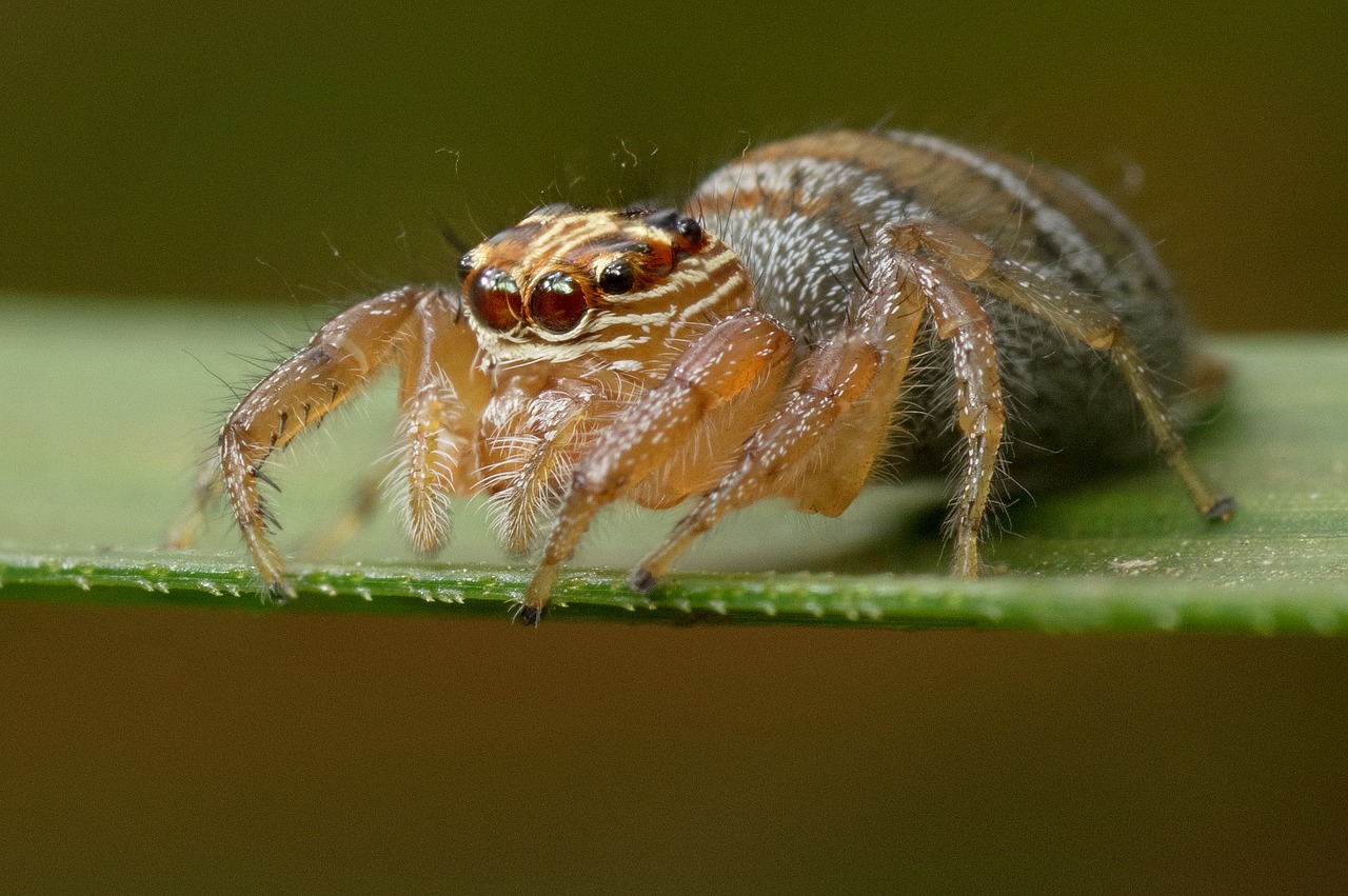 spider madagascar arachnid free photo