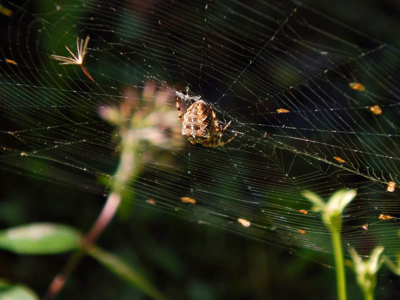 spider web crusader free photo