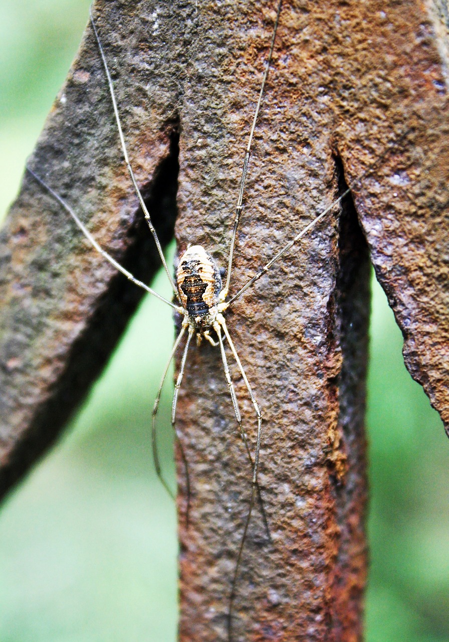 spider insect chisel free photo