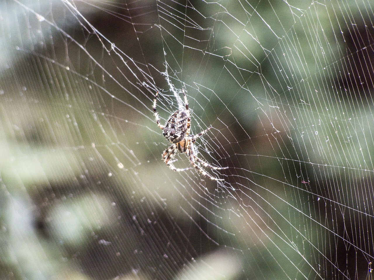 spider web beetle free photo