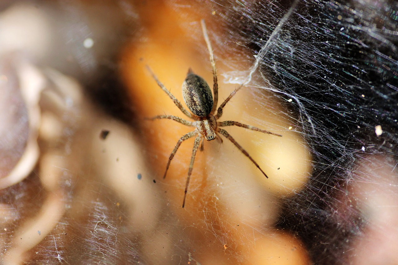 spider spiderweb net free photo