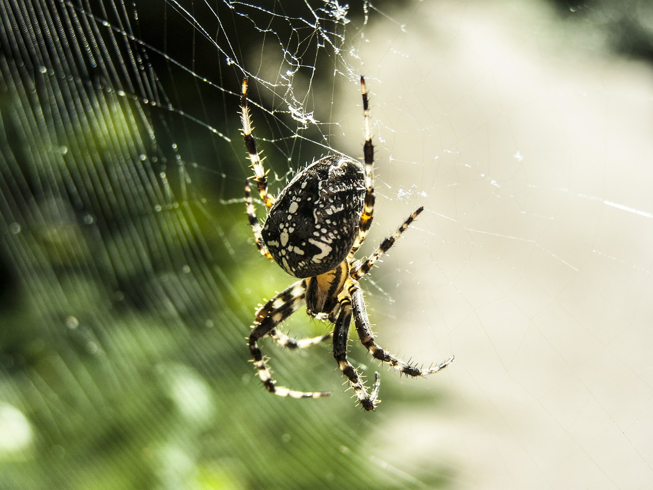 spider web beetle free photo