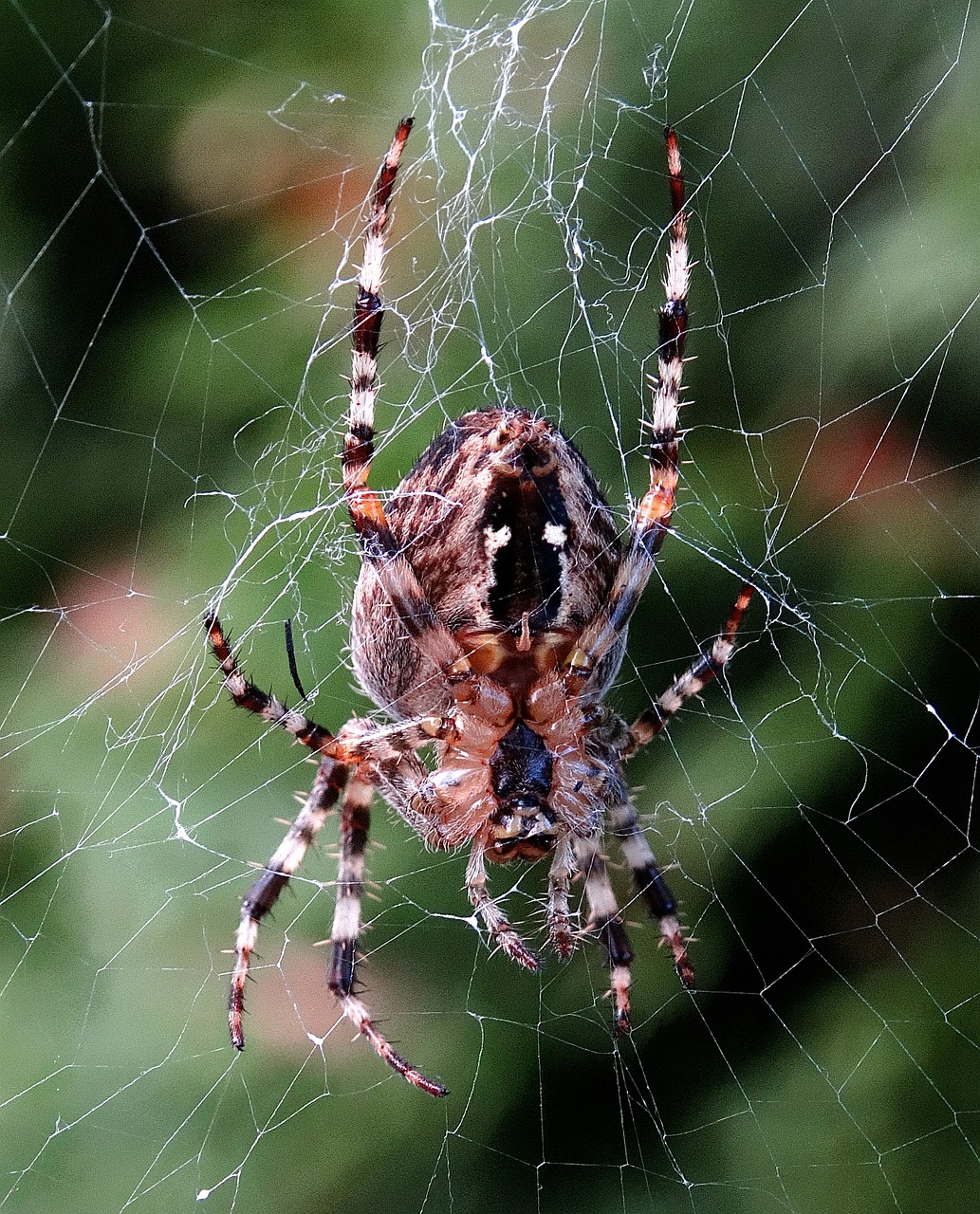 spider cobweb insect free photo