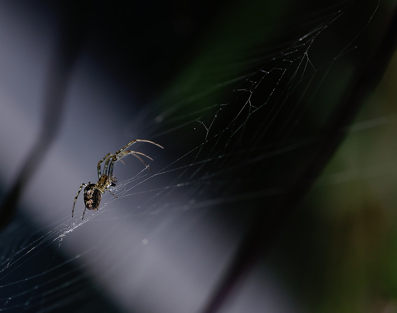 spider canvas projector free photo