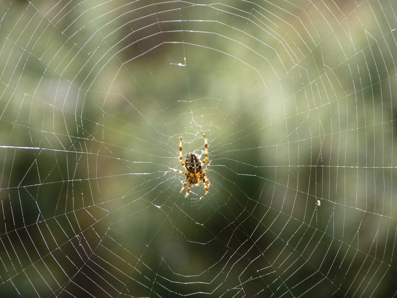 spider network nature free photo