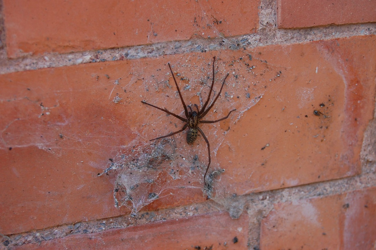 spider web cobweb free photo