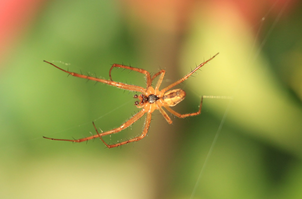 spider cobweb close free photo