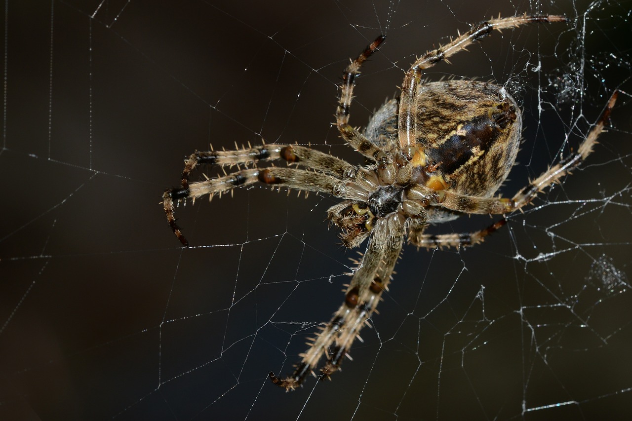 spider macro cobweb free photo