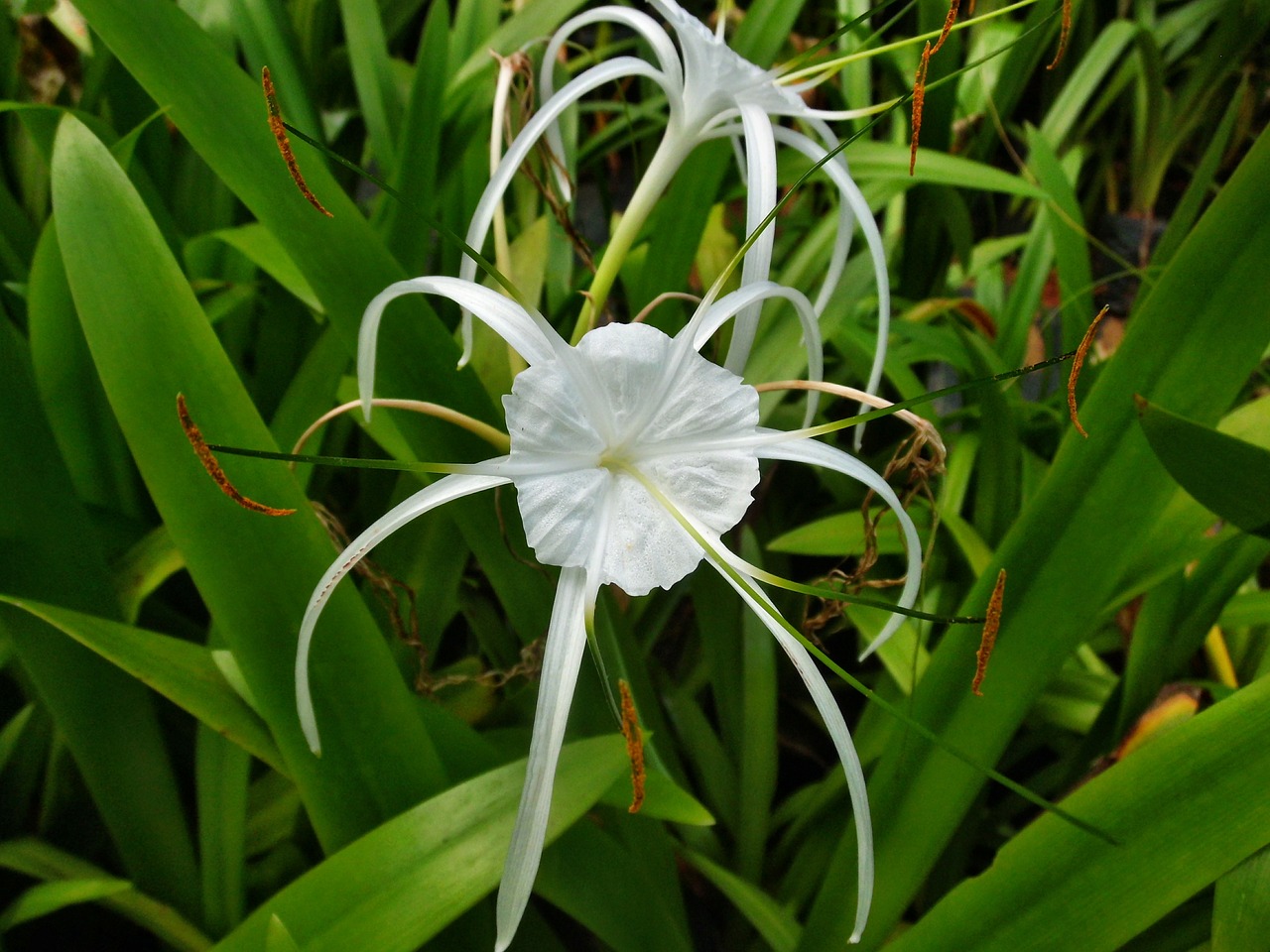 spider lily plant free photo