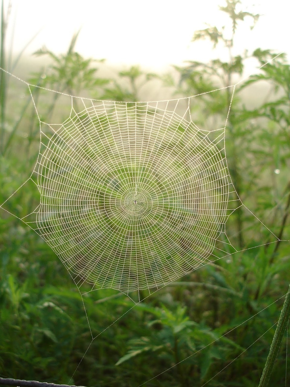 spider web dew free photo