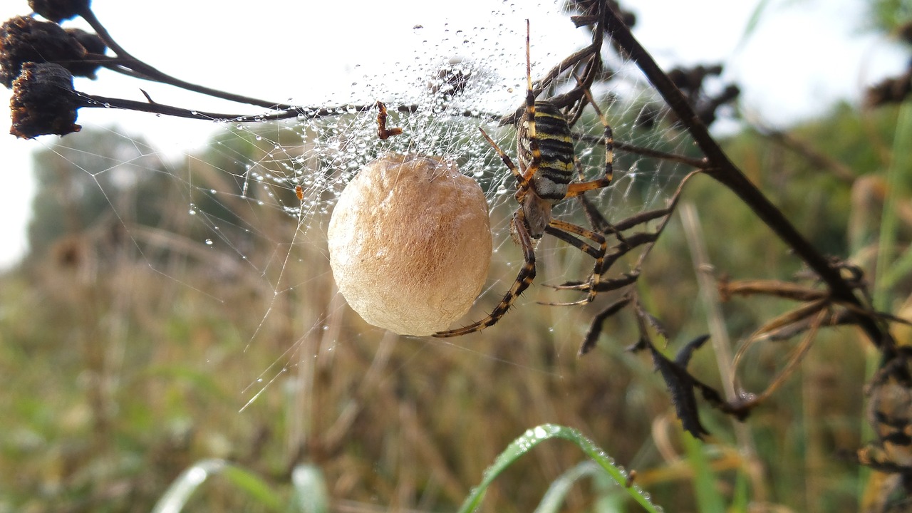 spider nest ball free photo