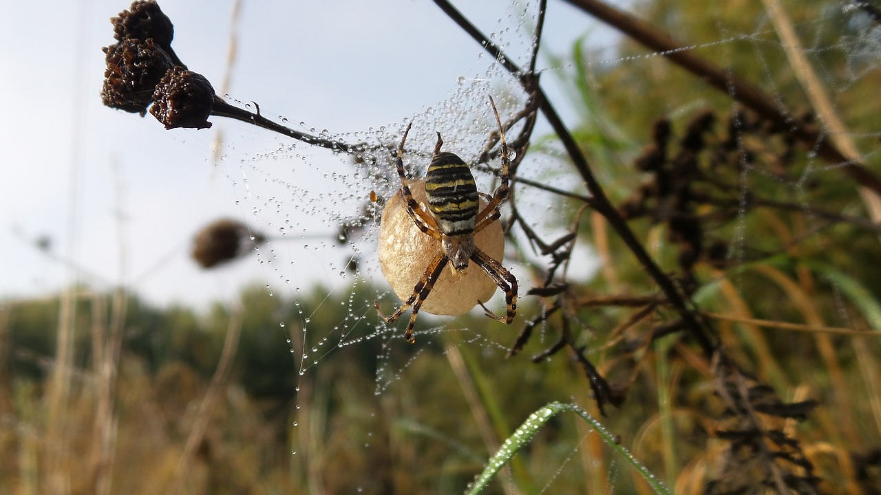 spider nest ball free photo