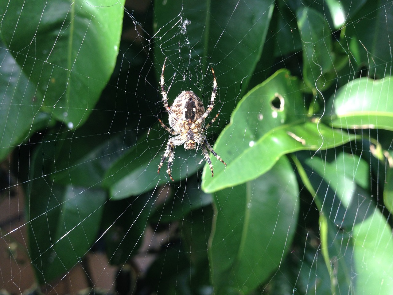 spider cobweb arachnid free photo