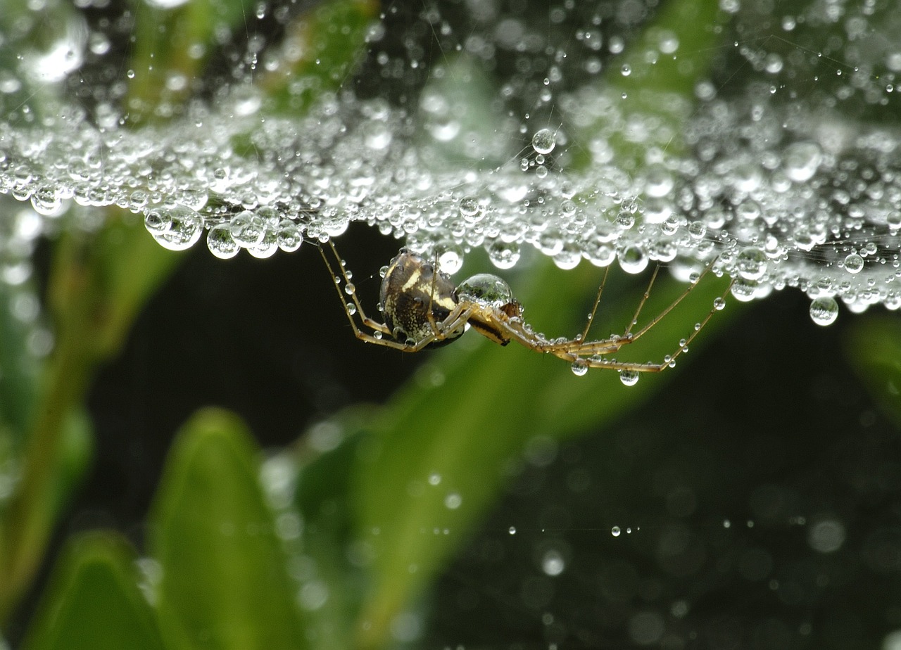 spider dewdrop nature free photo