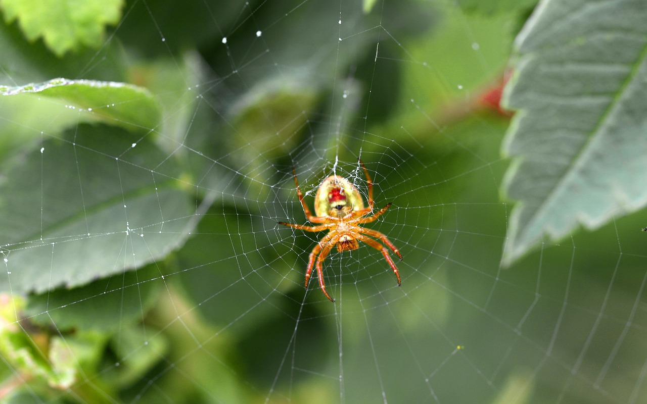 spider web spider webs free photo