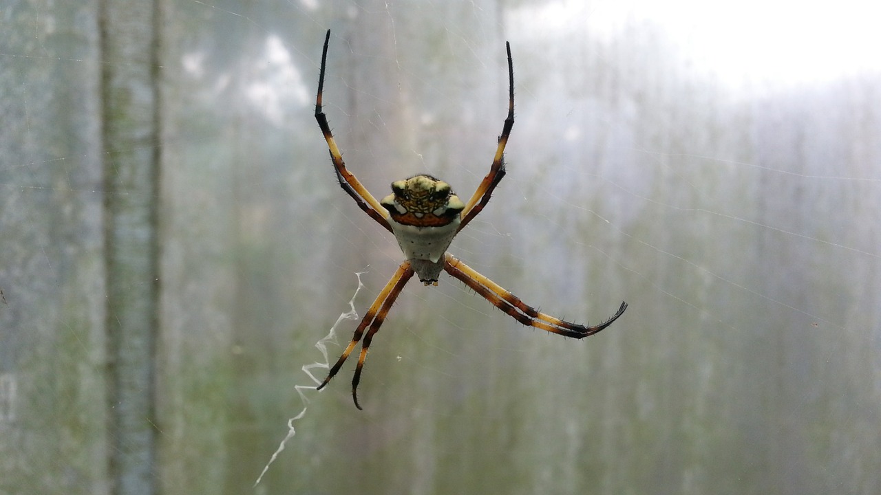 spider insect nature free photo