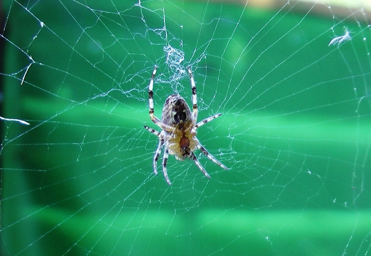 spider cobweb insect free photo