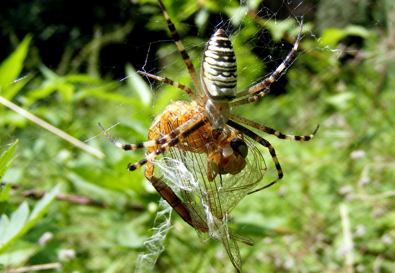 spider insecta feet free photo