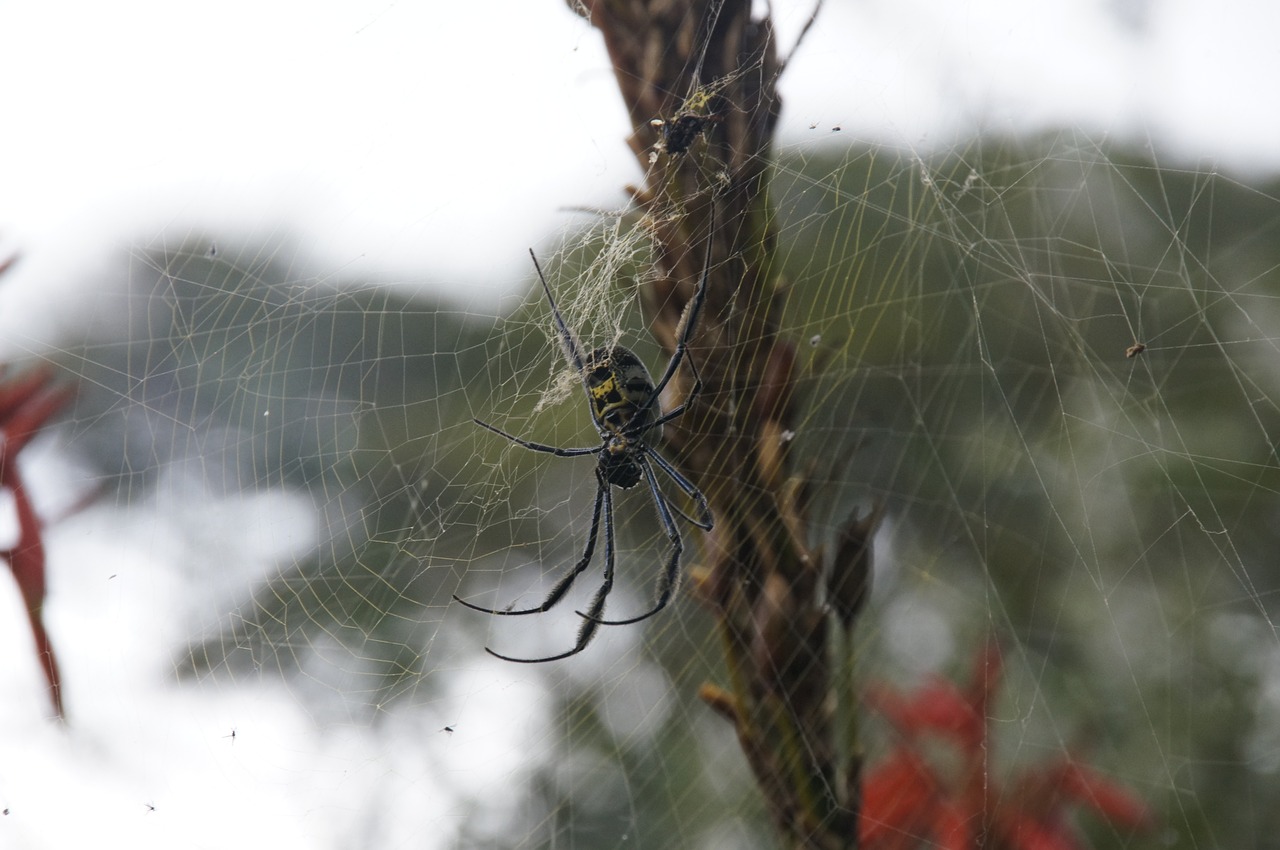 spider web spiderweb free photo