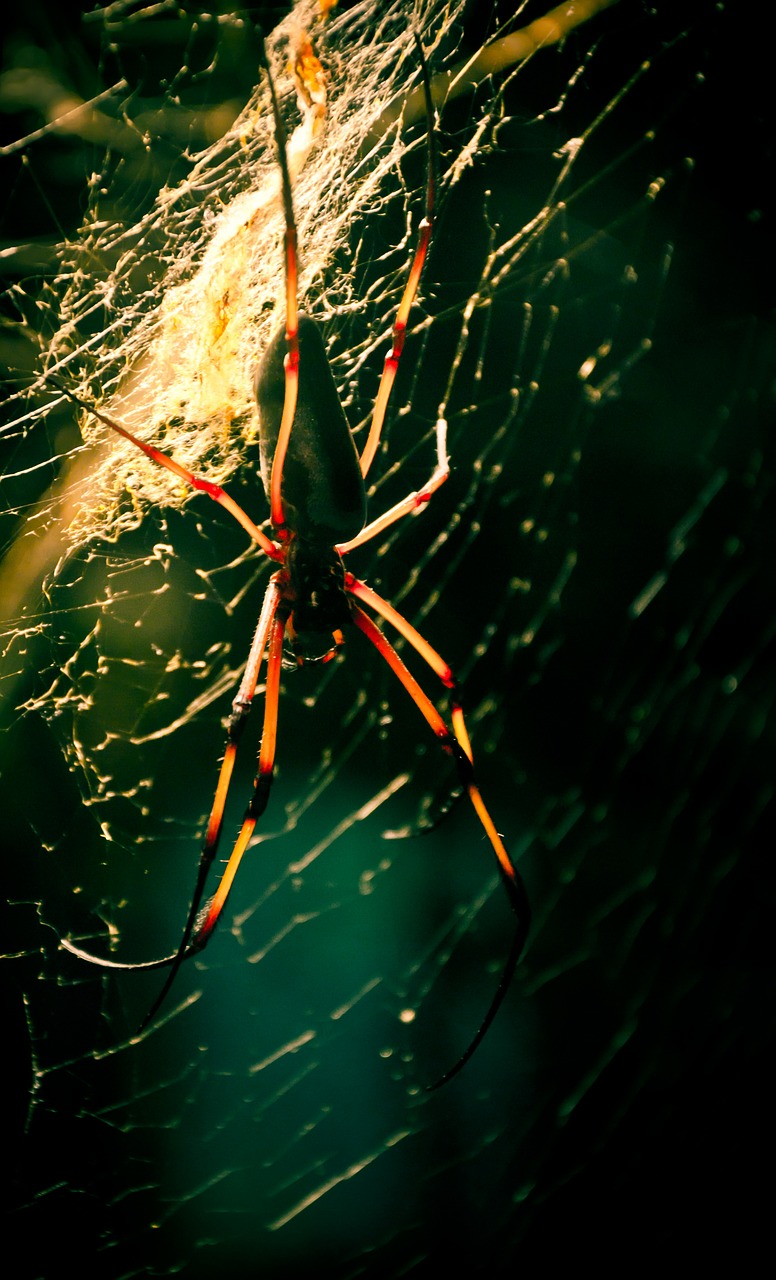 spider cobweb insect free photo