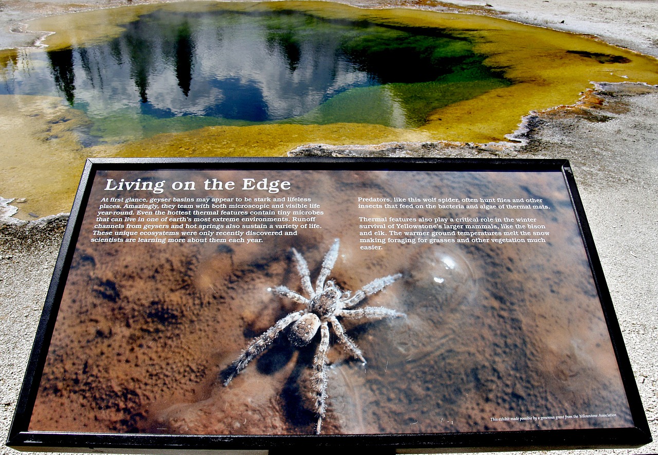 spider sign landscape free photo
