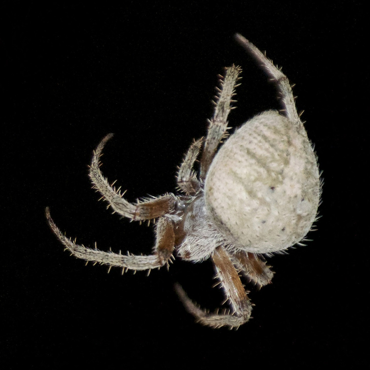 spider bug insect free photo