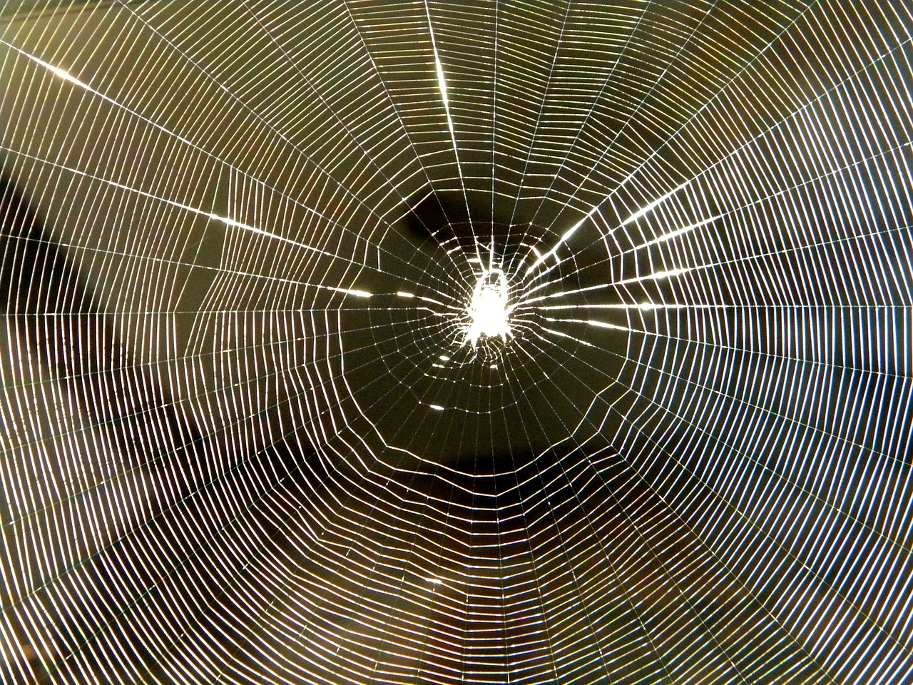 spider spiderweb insect free photo