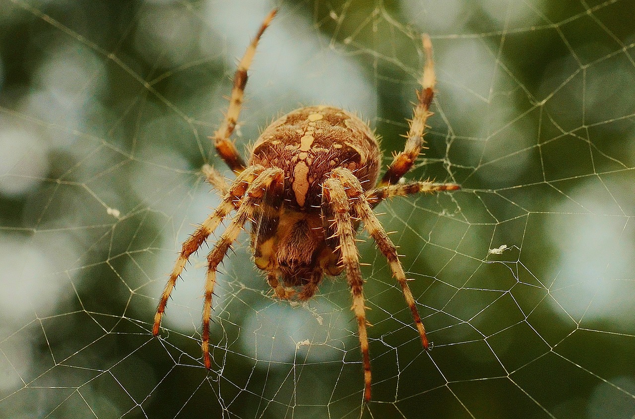 spider spiderweb web free photo