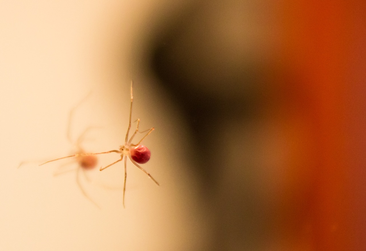 spider reflection macro free photo