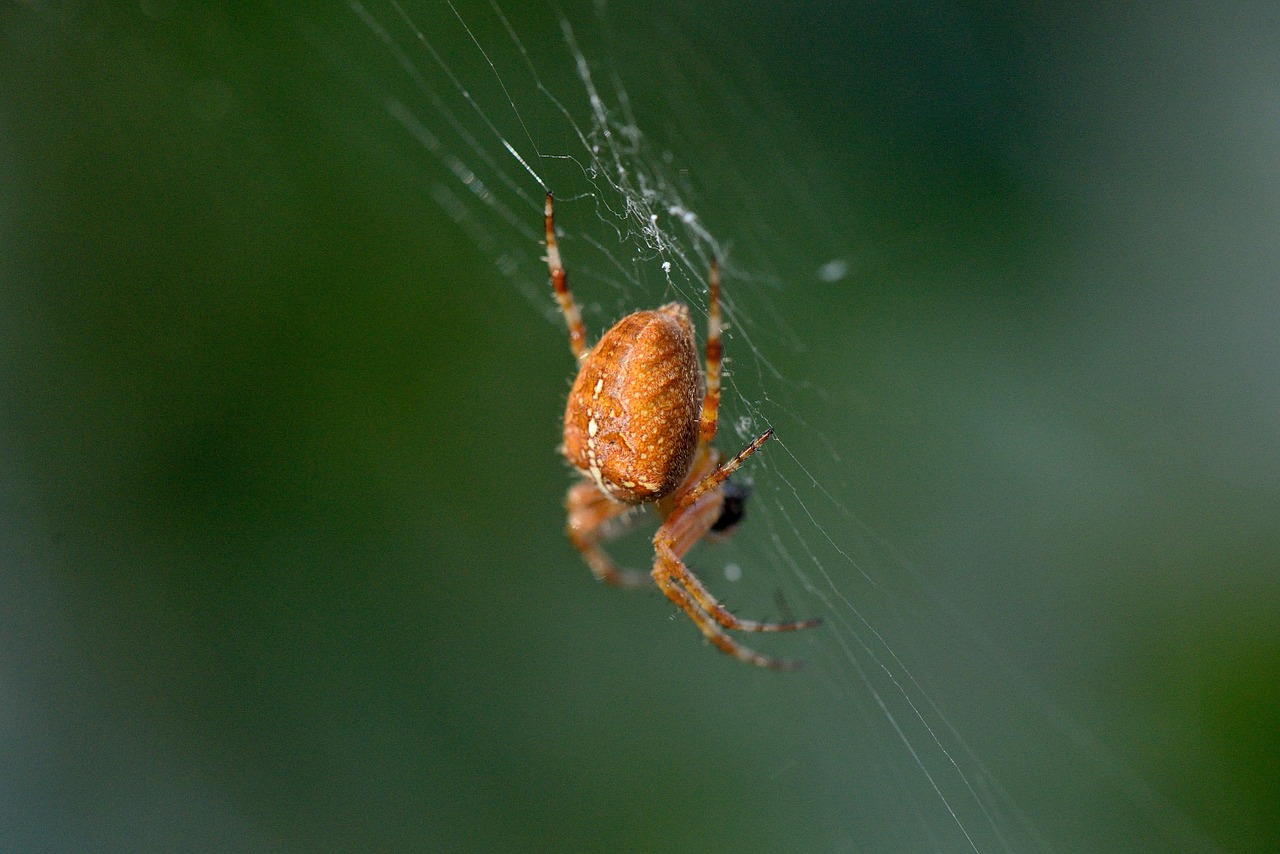 spider insect macro free photo