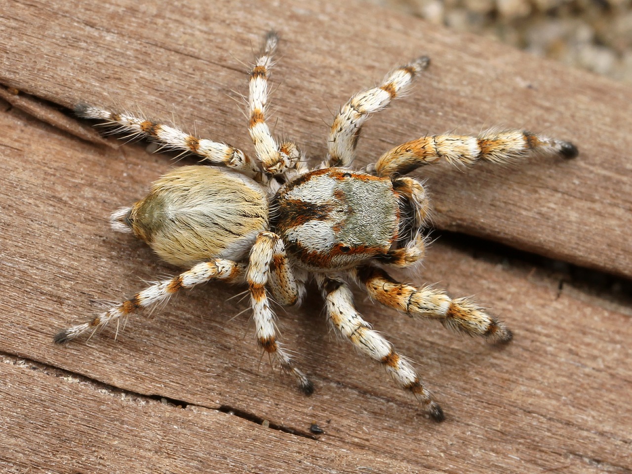 spider hairy arachnid free photo