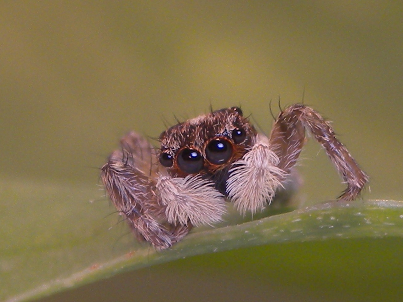 spider macro insects free photo