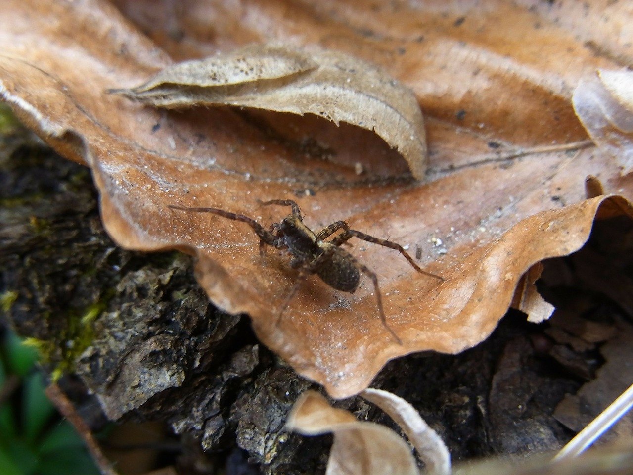 spider wolfspinne animal free photo