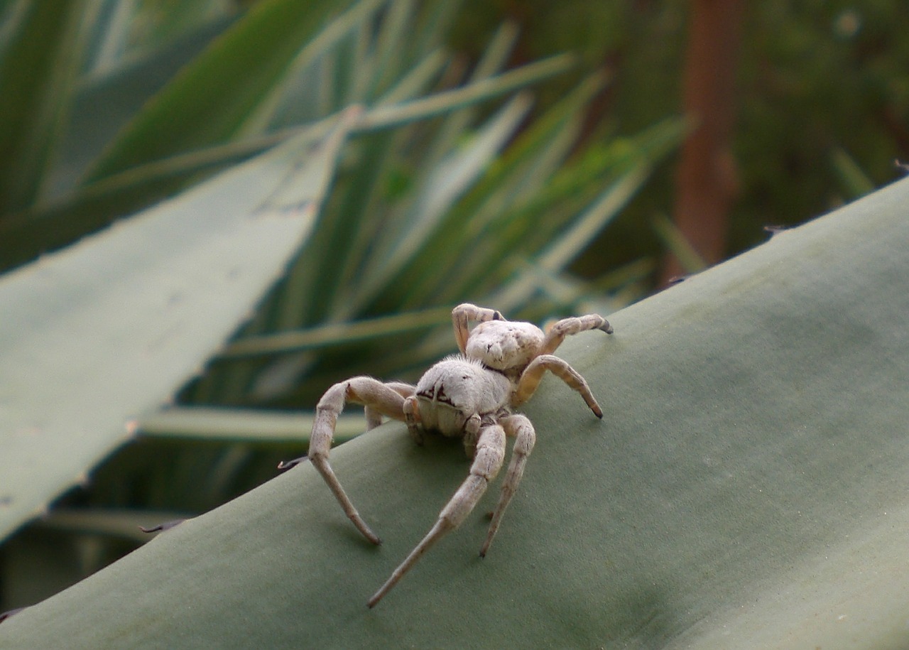 spider insect close free photo