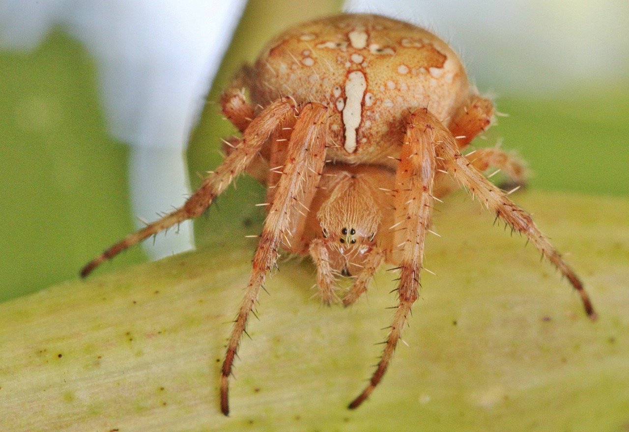 spider insect spider macro free photo