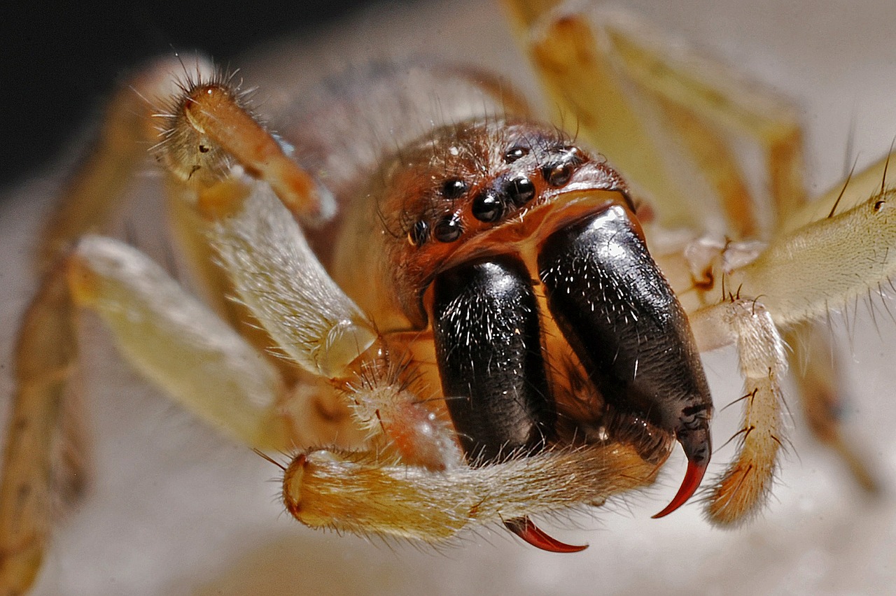 spider arachnid macro free photo