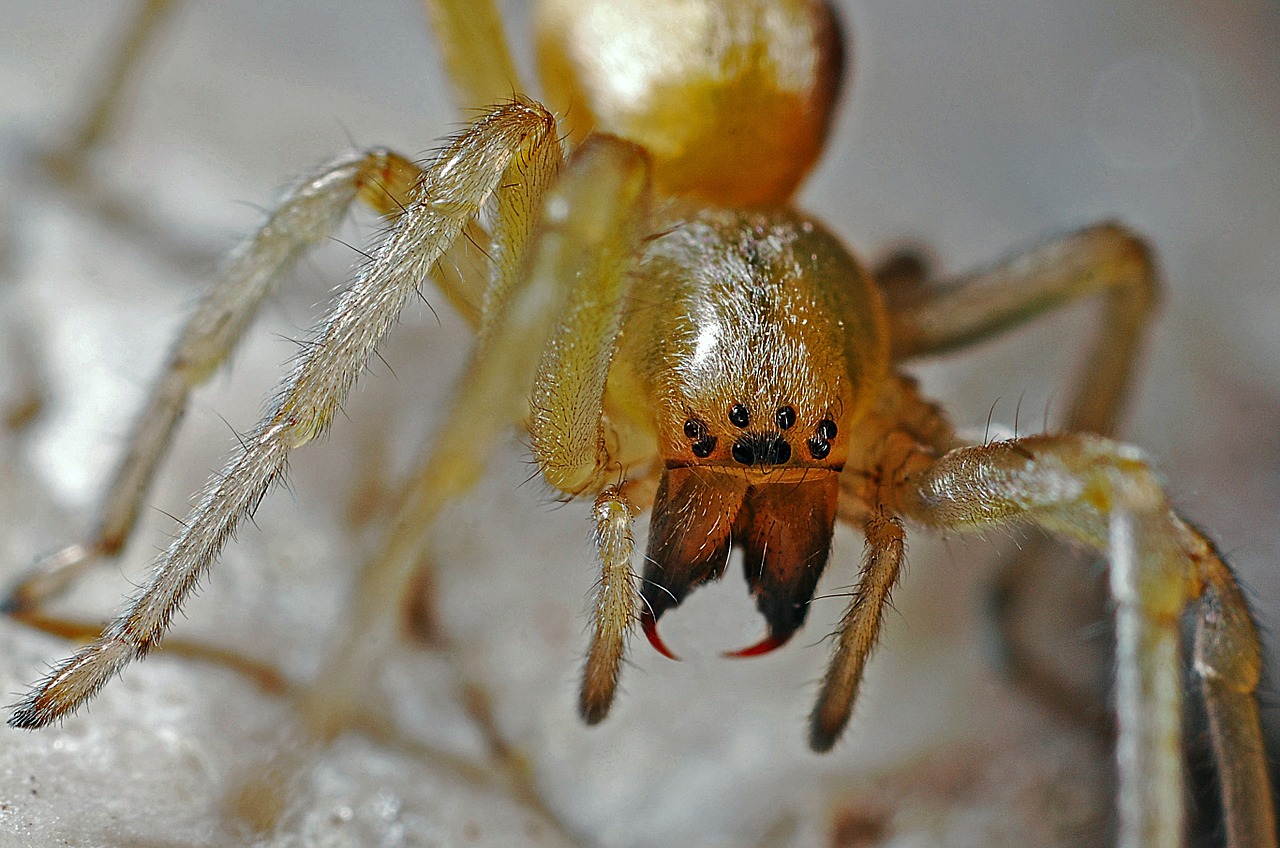 spider arachnid macro free photo