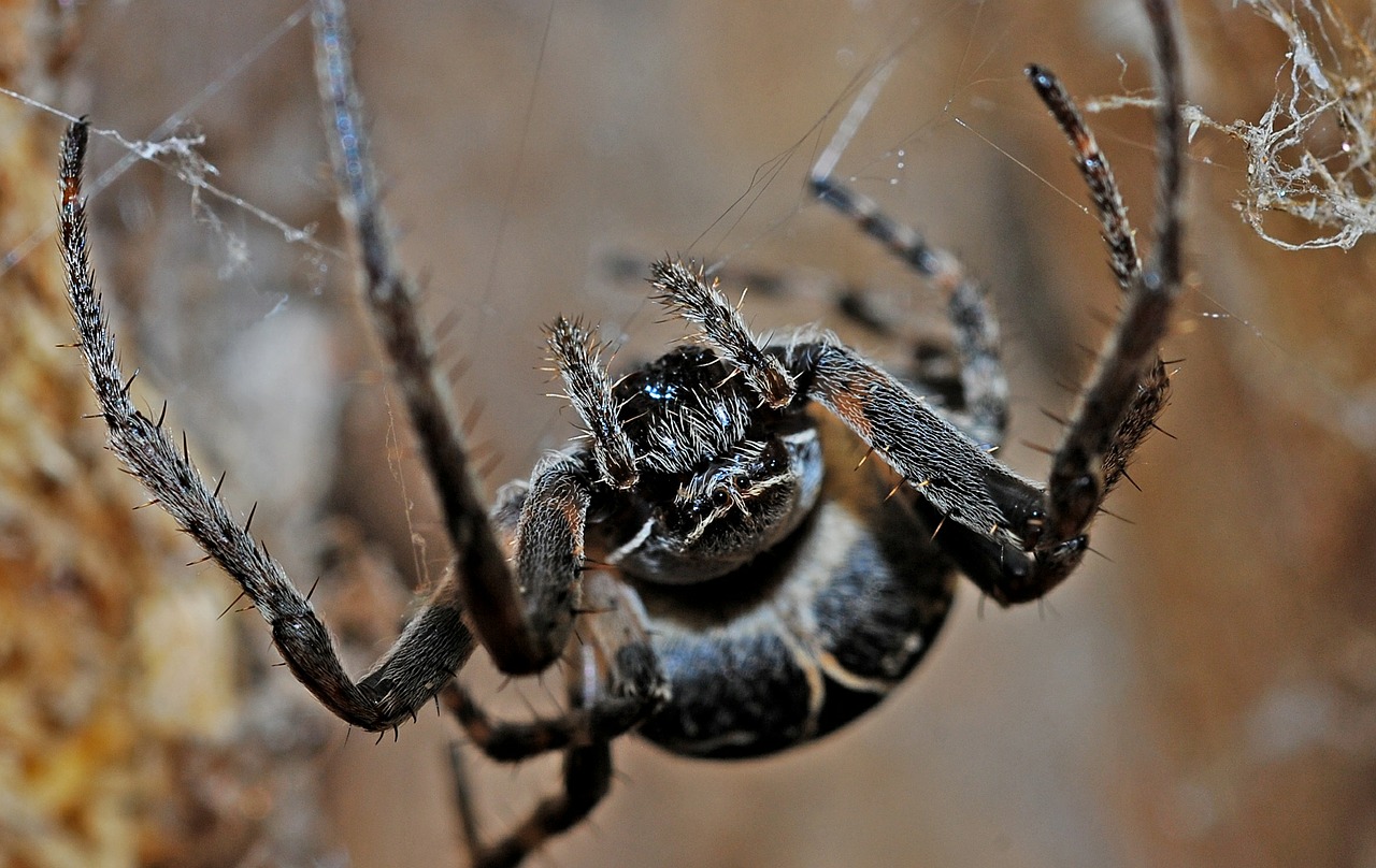 spider arachnid macro free photo