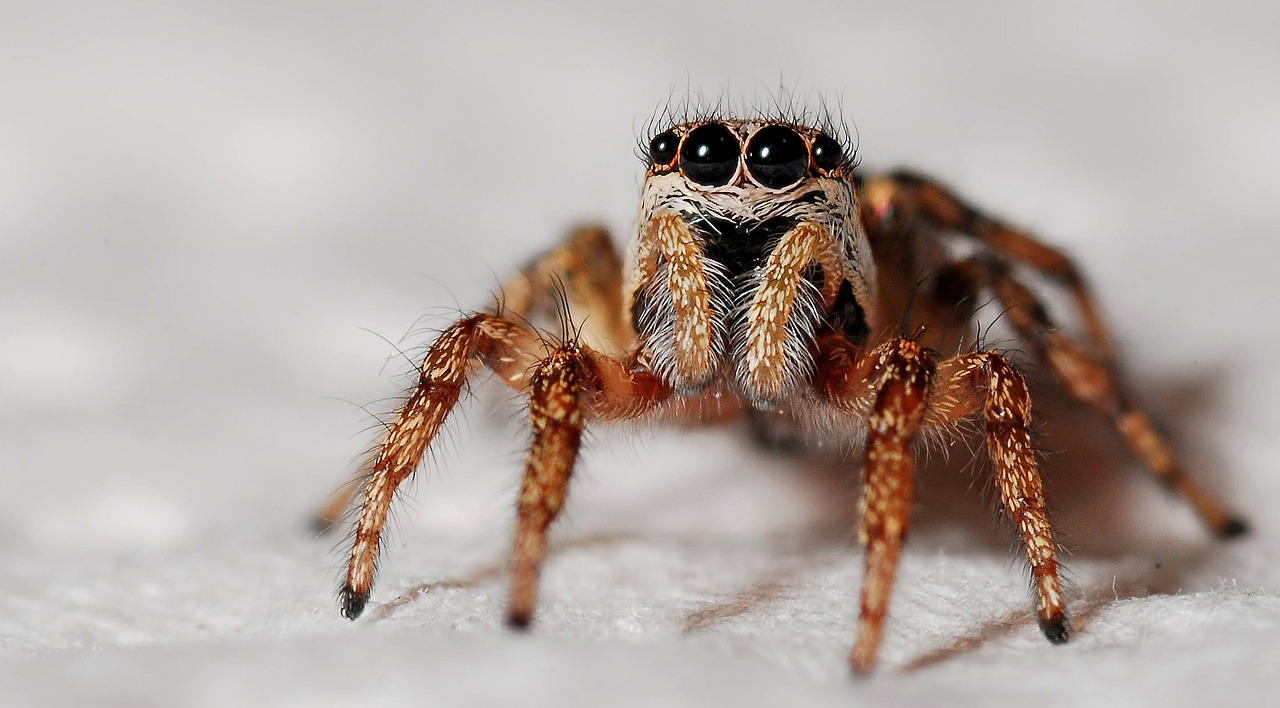 spider macro zebra spider free photo