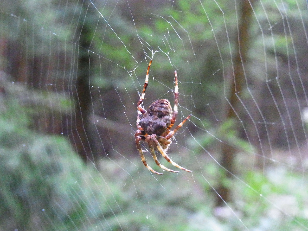 spider arachne cobweb free photo