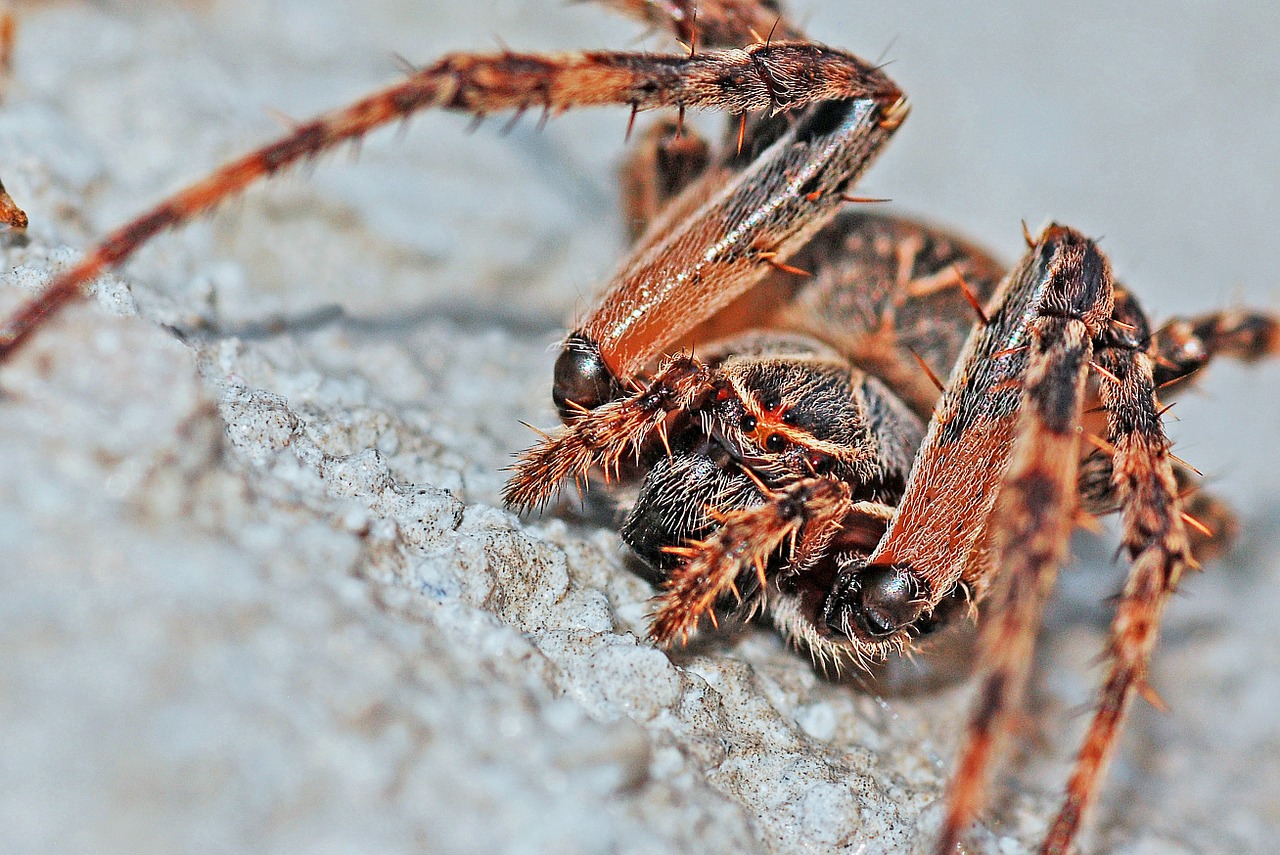 spider arachnid macro free photo