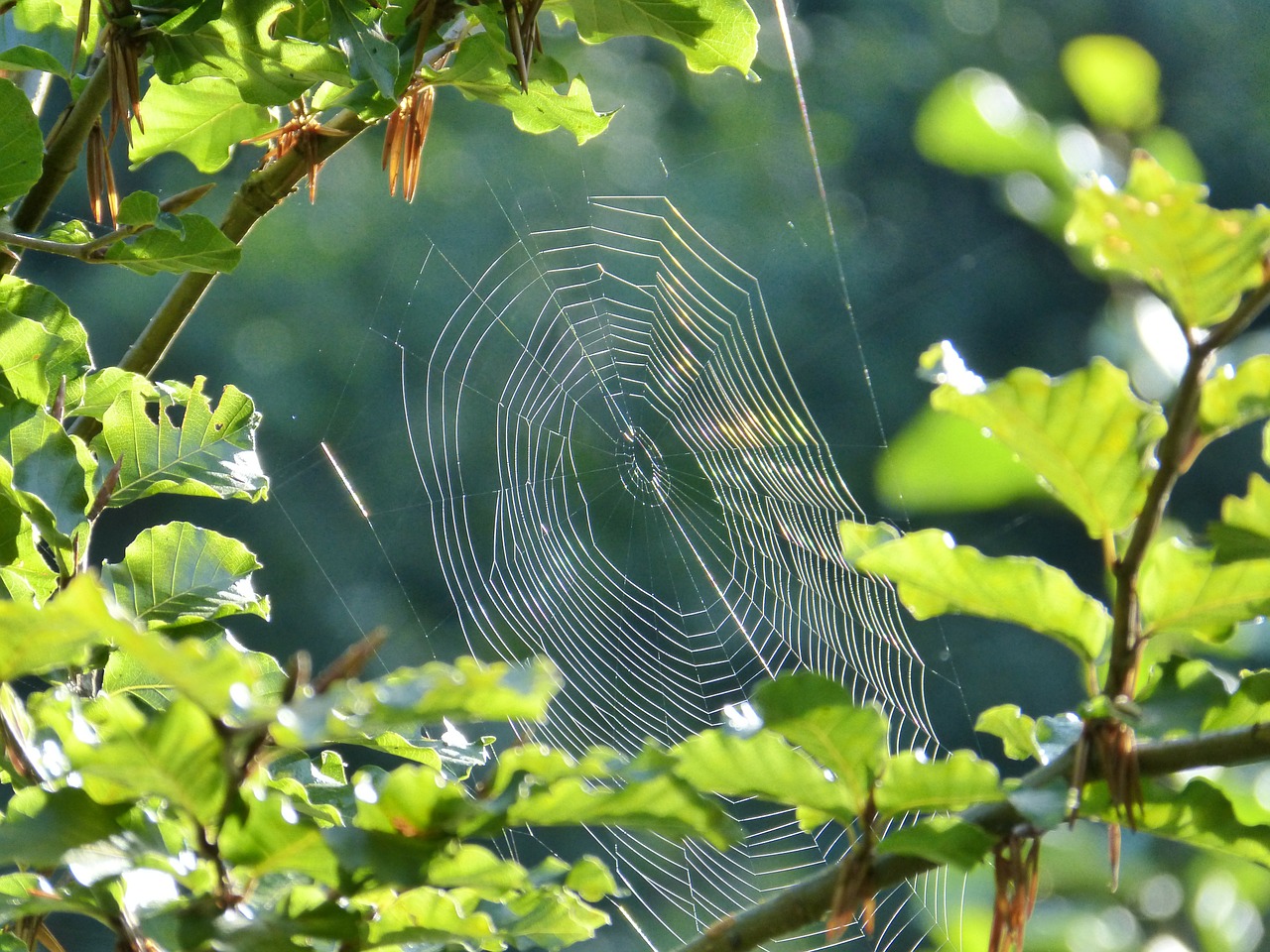 spider cobweb network free photo