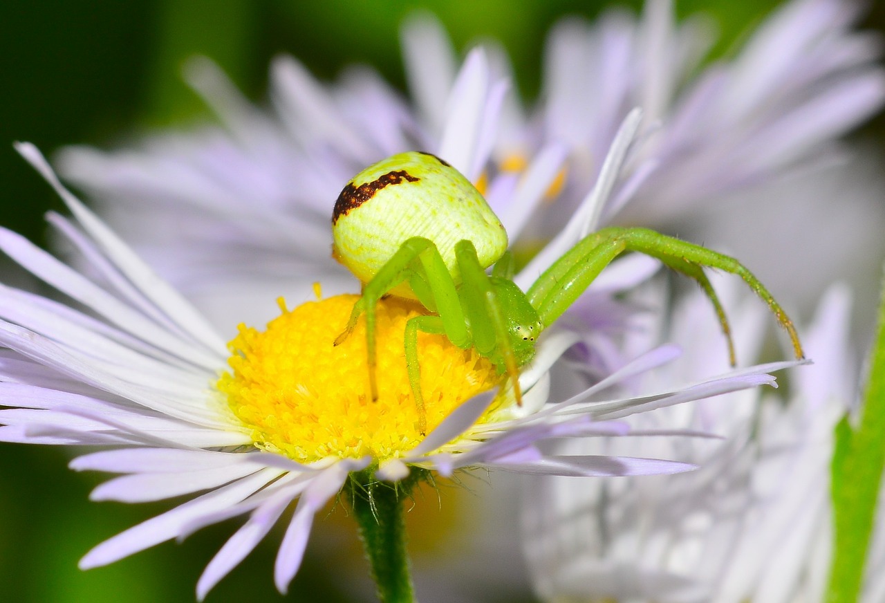 spider insects green free photo