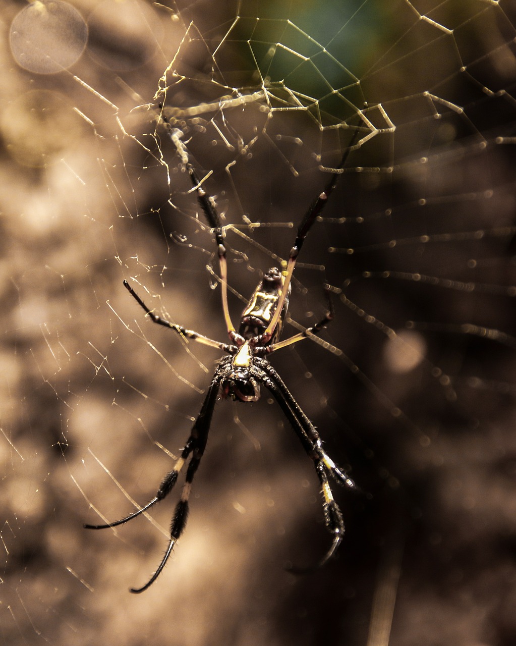 spider spider silk network free photo